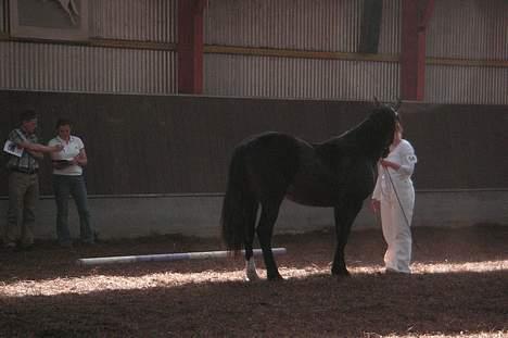 Welsh Cob (sec D) De Busies Bound for Glory - Bedømmelsen, hun var så sød, og fik gode karaktere :) 5/5 2007 billede 14