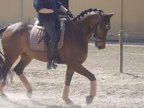 Trakehner Burberry billede 18