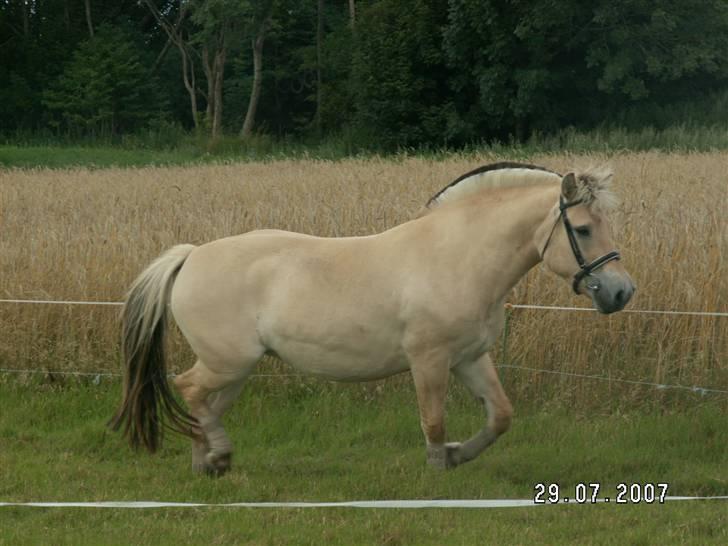 Fjordhest Tulle (Min<3) - Fra d. 29/7 billede 5