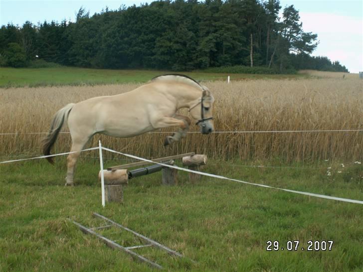 Fjordhest Tulle (Min<3) - Løsspring d. 29/7 billede 6
