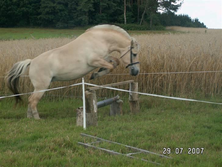 Fjordhest Tulle (Min<3) - Løsspring d. 29/7 billede 7