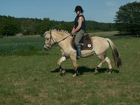 Fjordhest Tulle (Min<3) - Lidt ridning kan man også. Maria rider hende, fra sommer 06 billede 8