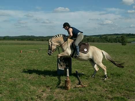 Fjordhest Tulle (Min<3) - Spring. Sommer 06 billede 9