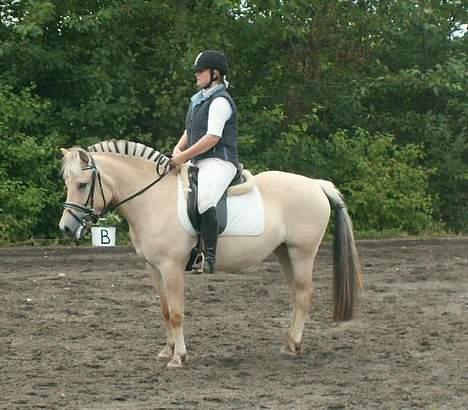 Fjordhest Tulle (Min<3) - Stævne i LC2. 2006 billede 10