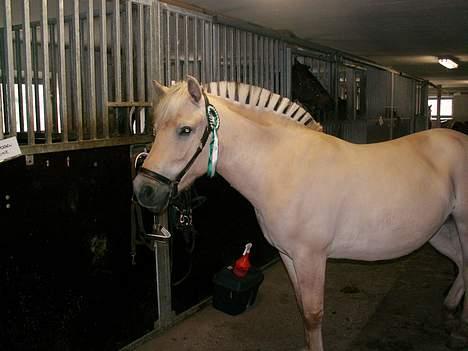 Fjordhest Tulle (Min<3) - Det blev til en 3. plads i spring. Andet stævne <33 billede 12