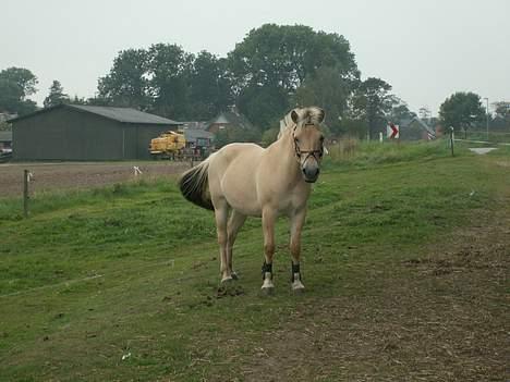 Fjordhest Tulle (Min<3) - Et ældre. Dengang hun var i nogenlunde form :p billede 13