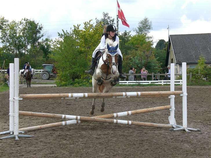 Pinto holger SOLGT ;( - velkommen til holger´s profil<3 LC på vedbæk Foto:Cille Raahauge  billede 1