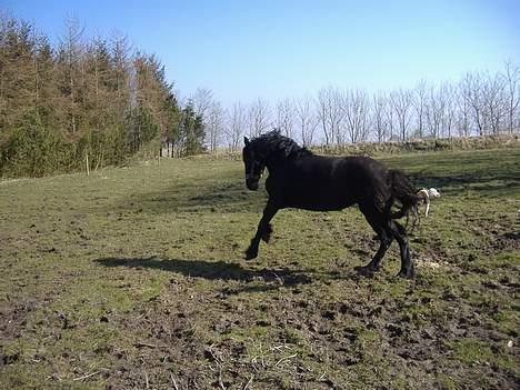 Frieser Nora v.d. Witmoos  - Leger lige med Ronja (vores hund) billede 1