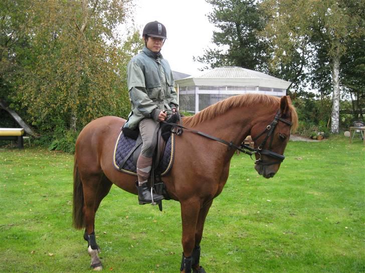 Hollandsk Sportspony Frans! Solgt - Min kæreste vinh har været på lang tur med frans.- og de red galop! wooow! billede 16