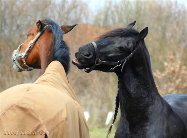 Frieser Jisk fan è Drifte - April 2010. Uheldigt, men sødt billede :D billede 4