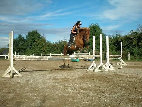 Anden særlig race Scottie - Potten og jeg på hjemme bane :D Foto: Inge trier billede 6