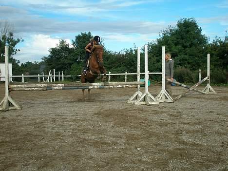 Anden særlig race Scottie - Scottie der springer med mig:D Foto: Inge Trier billede 7
