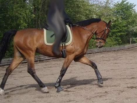 Dansk Varmblod Enggaards Liro (SOLGT) <3 - nyt... dressur. Se lige hans gang :P billede 12