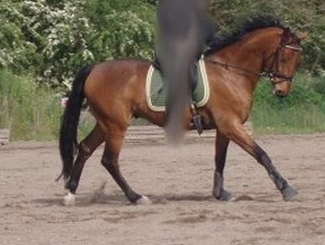 Dansk Varmblod Enggaards Liro (SOLGT) <3 - Nyt. Gallop billede 13