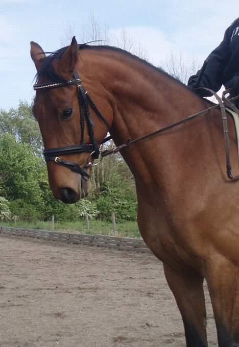 Dansk Varmblod Enggaards Liro (SOLGT) <3 billede 14