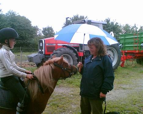 Shetlænder Tarzan!  - Uha en farlig paraply . .  billede 11