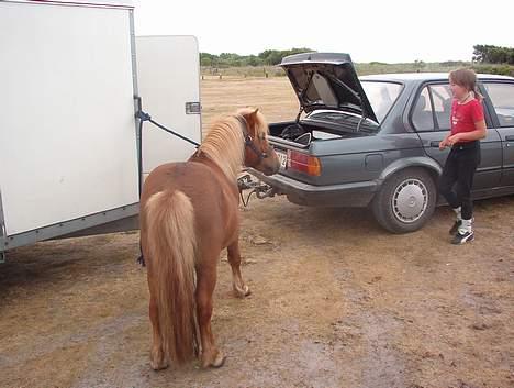 Shetlænder Tarzan!  - Lige en tur på stranden... billede 12