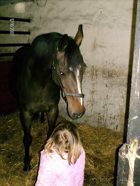 Dansk Varmblod Sitta Girl - Sitta møde Mie ...... de elsker bare henanden over alt mie må alt ved sitta  billede 3