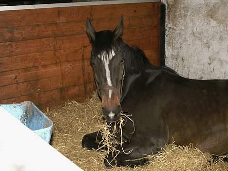 Dansk Varmblod Sitta Girl - rå hygge i boksen sitta ved ikke rigtigt om hun gider at komme op og stå bare fordi vi er der *GG* billede 4