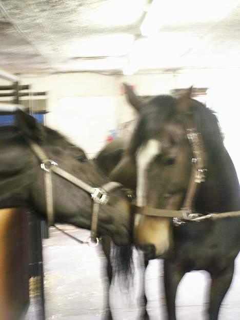 Dansk Varmblod Sitta Girl - Sitta får lige en lille kys af hendes bedste ven på gården ikke så godt et billede men de er da søde :-D billede 6