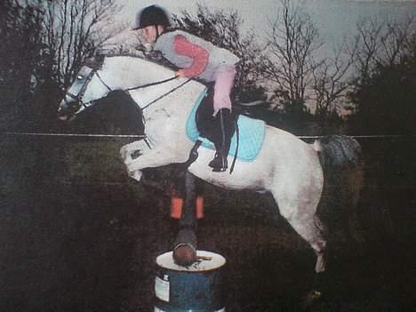 Tysk Sportspony Julia  billede 6