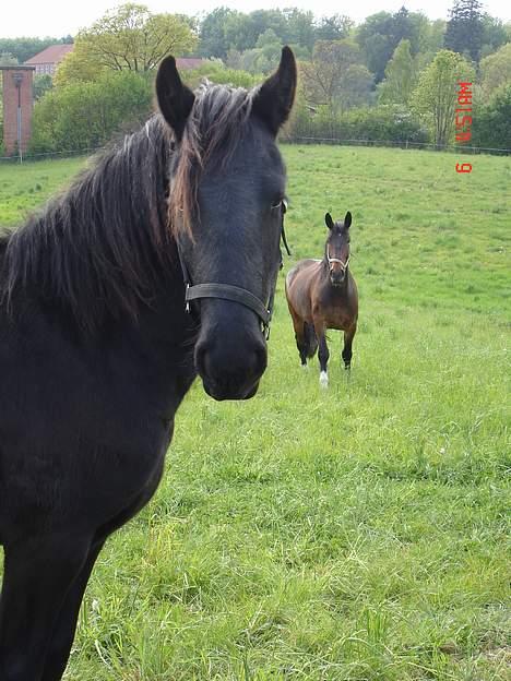 Frieser Pegasus von Hasselholt billede 14