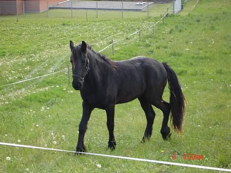 Frieser Pegasus von Hasselholt billede 16