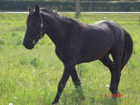 Frieser Pegasus von Hasselholt billede 18