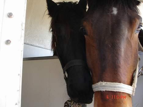 Frieser Pegasus von Hasselholt - På vej til sommergræs men min bedste ven :) billede 20