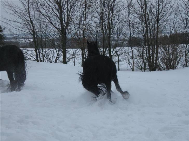Frieser Nora v.d. Witmoos  - januar 2010 billede 7