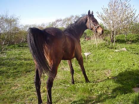 Fuldblod (XX) (¯`v´¯)Big ben(¯`v´¯) billede 16