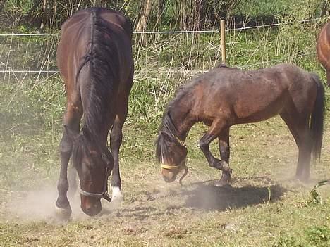 Fuldblod (XX) (¯`v´¯)Big ben(¯`v´¯) - så der dømt bad billede 20