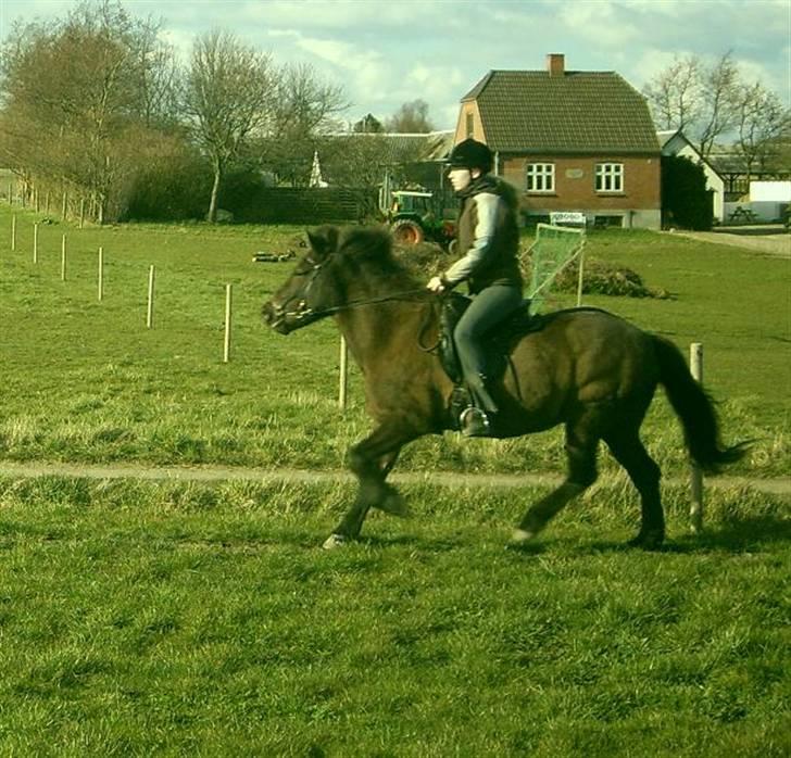 Islænder Freyja fra Sjørslev - Galop billede 4