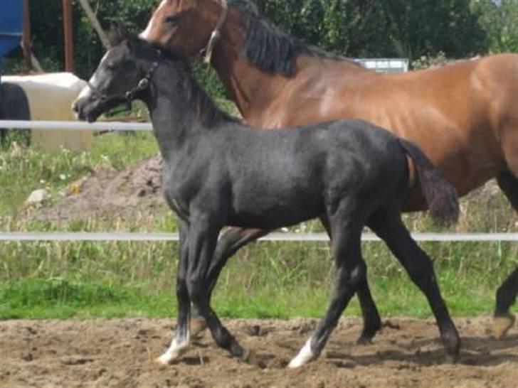 Dansk Varmblod Graversgaards CosmosSound  billede 3