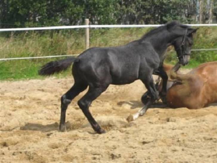 Dansk Varmblod Graversgaards CosmosSound  billede 8