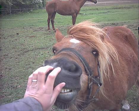 Shetlænder Mini *solgt* billede 1