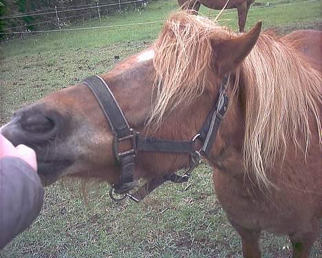 Shetlænder Mini *solgt* billede 2