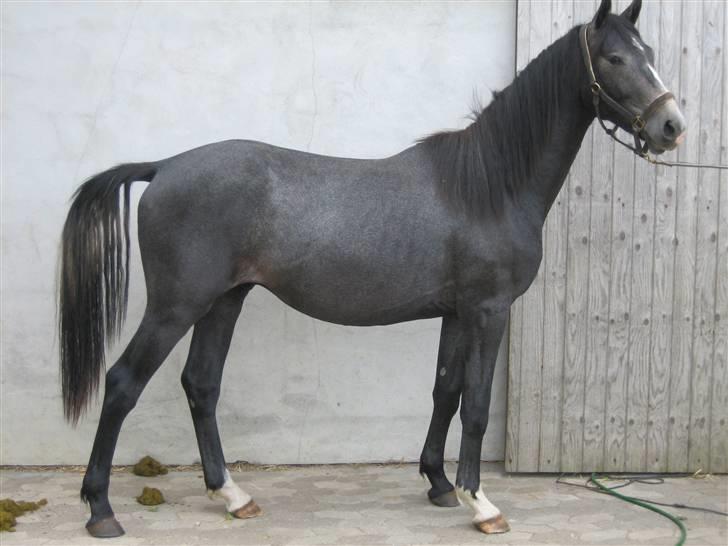 Dansk Varmblod Graversgaards CosmosSound  - 1½ år gammel billede 12