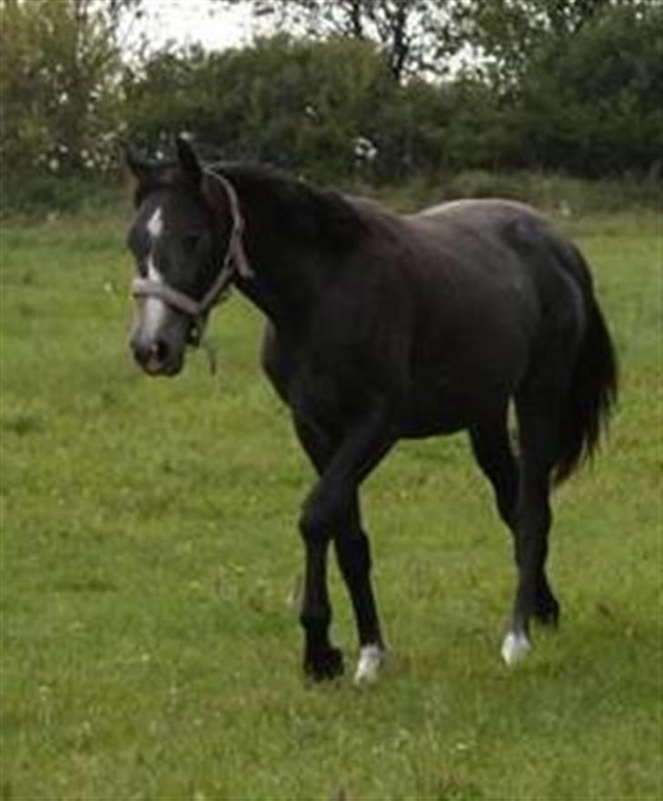 Dansk Varmblod Graversgaards CosmosSound  billede 13