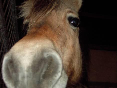 Fjordhest Licitta <3 solgt. - Hun er noget nysgerrig (;  billede 12