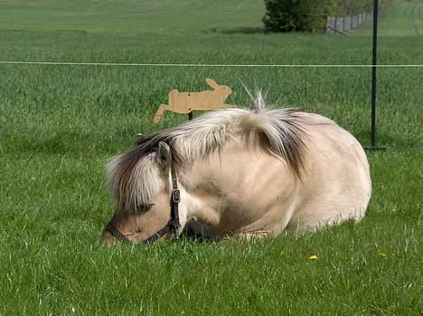 Fjordhest Licitta <3 solgt. - Licitta som putter i græsset. billede 13