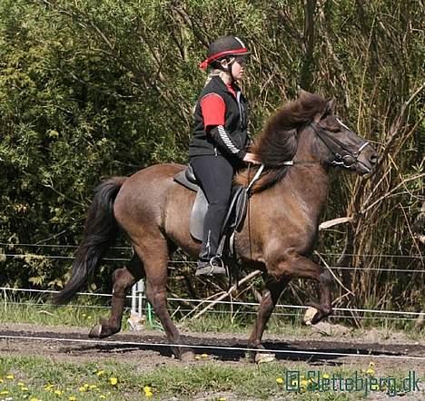 Islænder Una fra Grønlien - SOLGT - Bededagsstævnet Sjælland 04-05/05-07.. Tölt.. Foto: Stine Gjelstrup billede 13