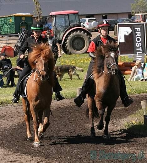 Islænder Una fra Grønlien - SOLGT - Bededagsstævnet Sjælland 04-05/05-07.. Tölt for løse tøjler.. Foto: Stine Gjelstrup billede 15