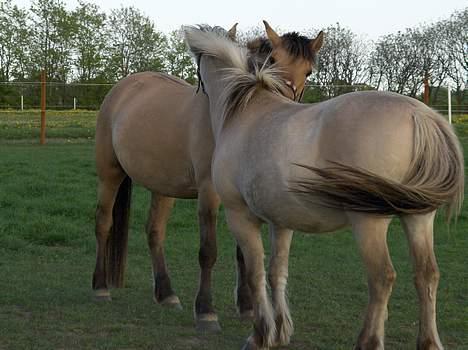 Fjordhest Licitta <3 solgt. - Licitta og Tarzan, <3 billede 14