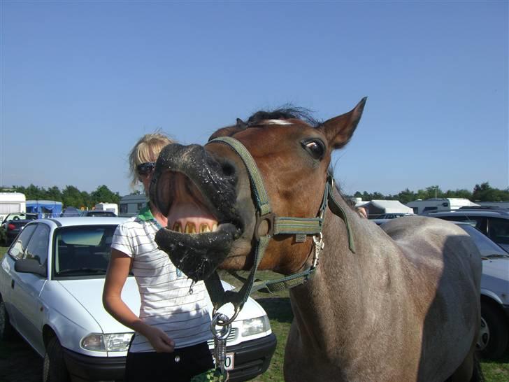 Welsh Pony (sec B) LL Merringgårds Sir Jacob - Velkommen til jacob´s profil. Gider i ikke at ligge en bedømmelse:D billede 1