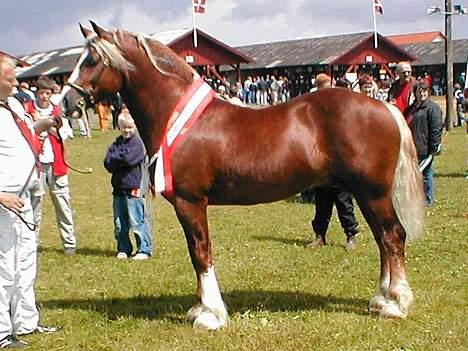 Welsh Pony (sec B) LL Merringgårds Sir Jacob - Jacobs far, Sir Johnson billede 2