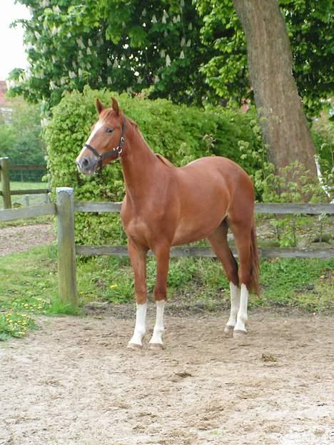 Frederiksborg Eislinn - maj 07 billede 7