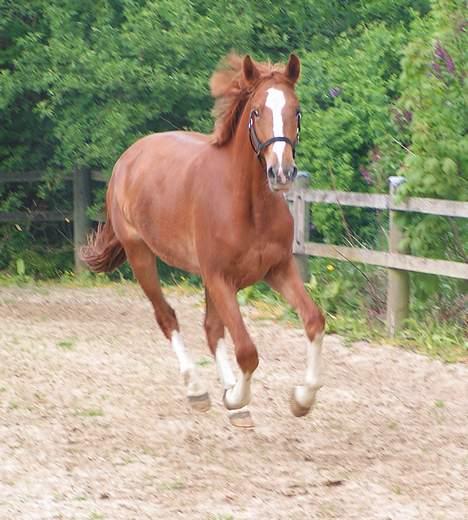 Frederiksborg Eislinn - maj 07 billede 8