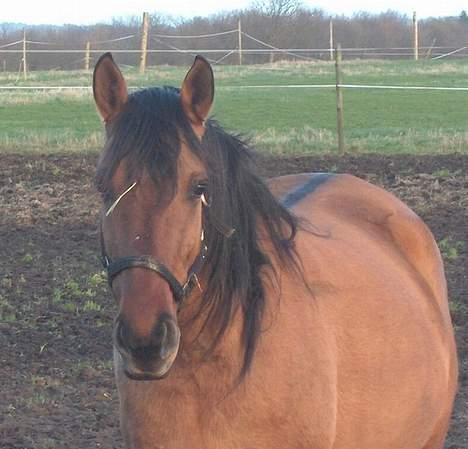 Lusitano Chanell * Solgt * billede 10