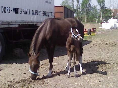 Welsh Partbred (Sec F) *Merchi*  solgt - Første dag jeg er udenfor billede 3